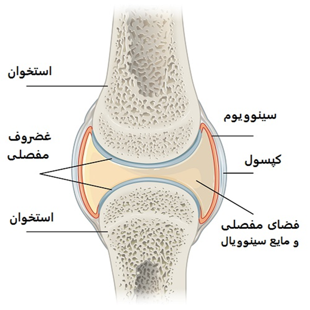 نمایش شماتیک مفصل و کپسول مفصل