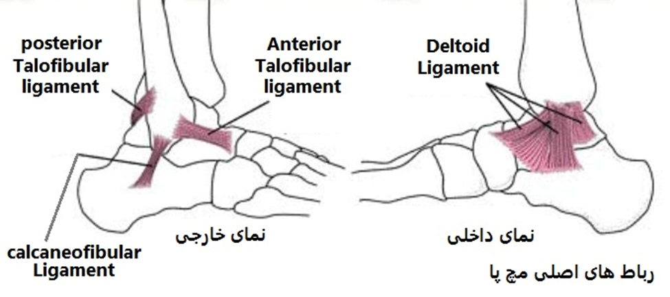 ربات های مچ پا