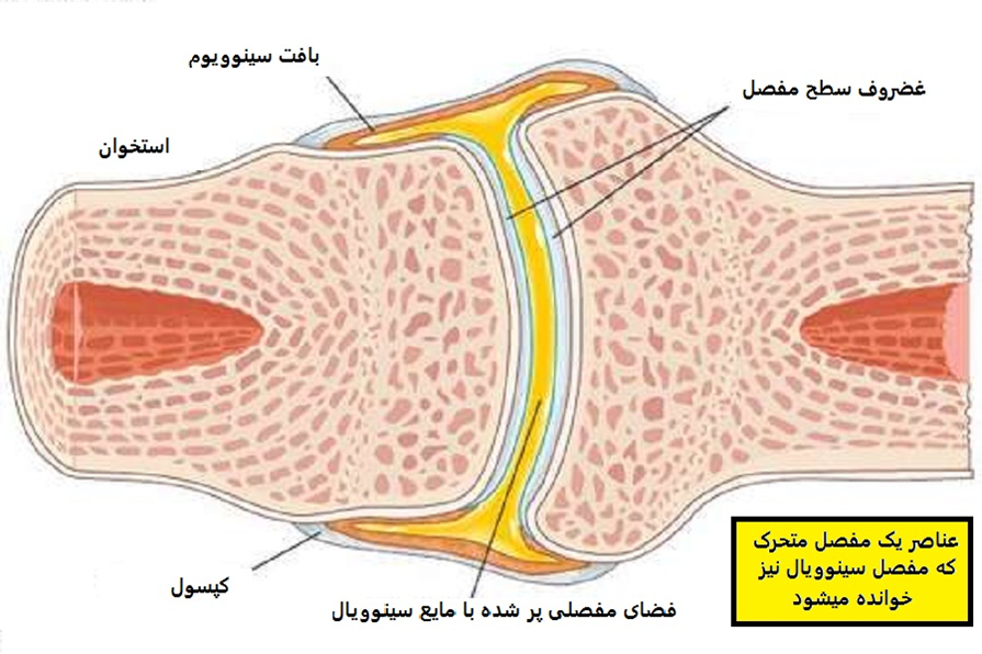 نمایش شماتیک مفصل و مایع مفصلی