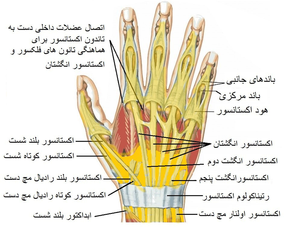 تاندون های مچ دست و سینوویم