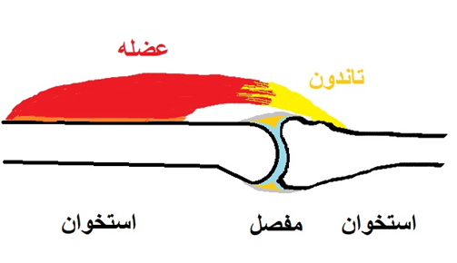 ساختار مفصل و عضله و تاندون