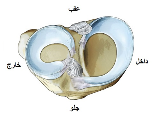 منیسک داخلی و خارجی
