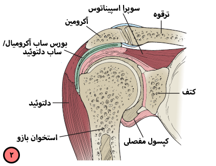 آناتومی شانه