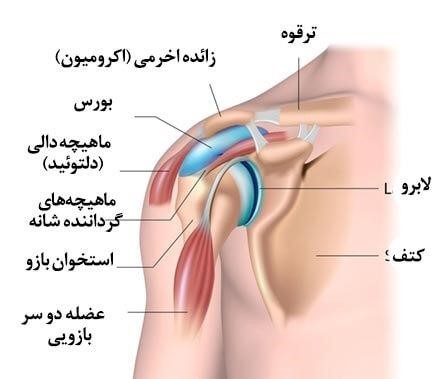 آناتومی شانه - فیزیوتراپی در فروزن شولدر