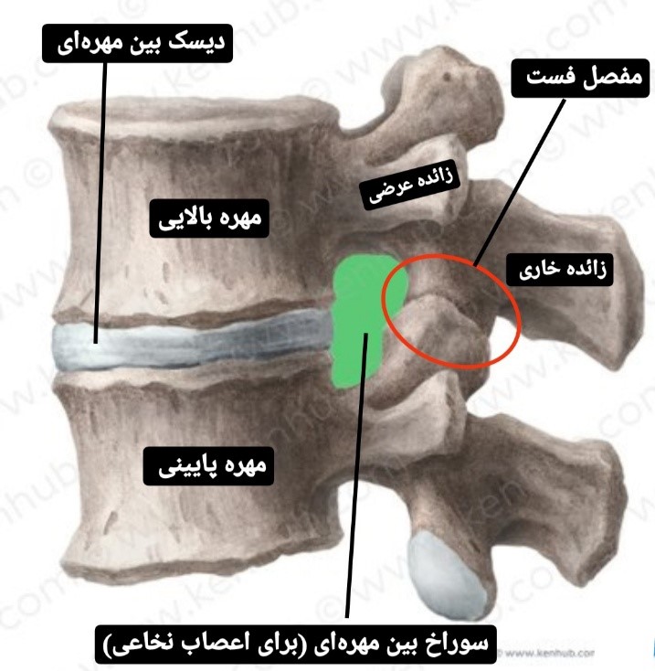 آناتومی مهره ها - فیزیوتراپی در فتق دیسک
