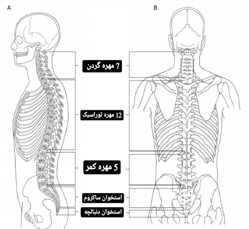 آناتومی ستون فقرات - فیزیوتراپی در فتق دیسک