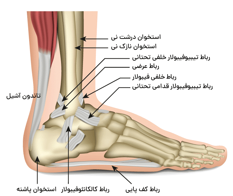 آناتومی مچ پا - فیزیوتراپی در پیچ خورگی مچ پا