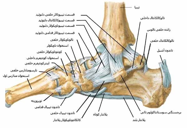 آناتومی مچ پا
