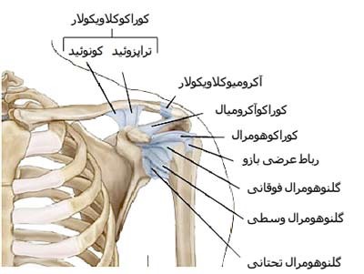 آناتومی شانه - shoulder instability