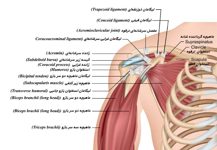 آناتومی شانه، عضلات - shoulder instability