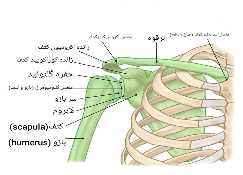 آناتومی-بورسیت-فیزیوتراپی