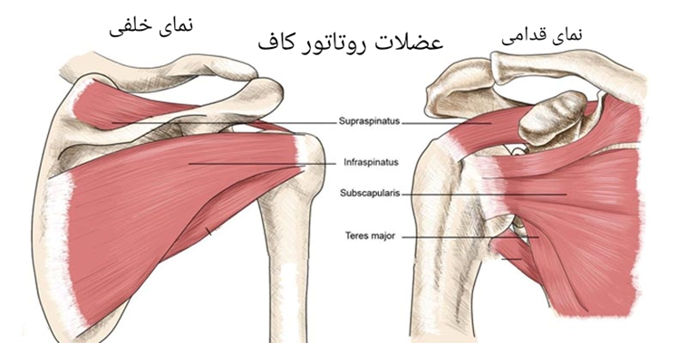 آناتومی-بورسیت-فیزیوتراپی