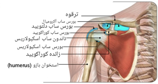آناتومی-بورسیت-فیزیوتراپی
