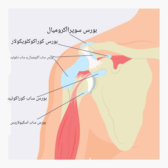 آناتومی-بورسیت-فیزیوتراپی