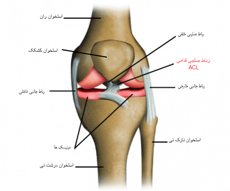 زانو-صلیبی-acl